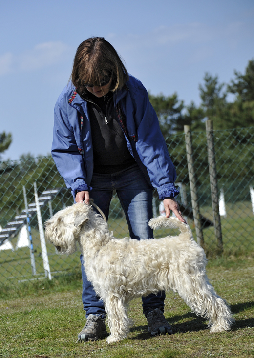 Irish softcoated wheaten terrier tränar inför utställning