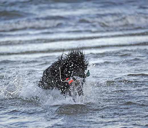 Barbet Koi med sin apport i vattensplash