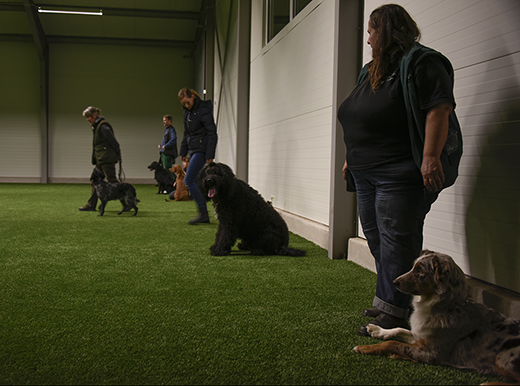 Kursdeltagare tränar sansad stadga med sina hundar