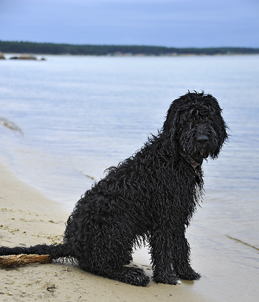 Valpen barbet Koi sittande på stranden med havet i bakgrund
