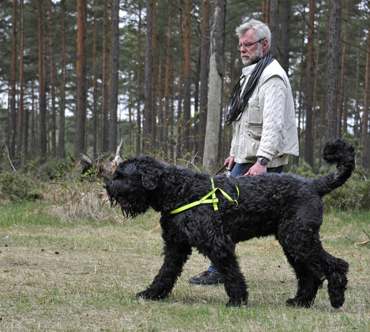Rysk svart terrier i spårskogen