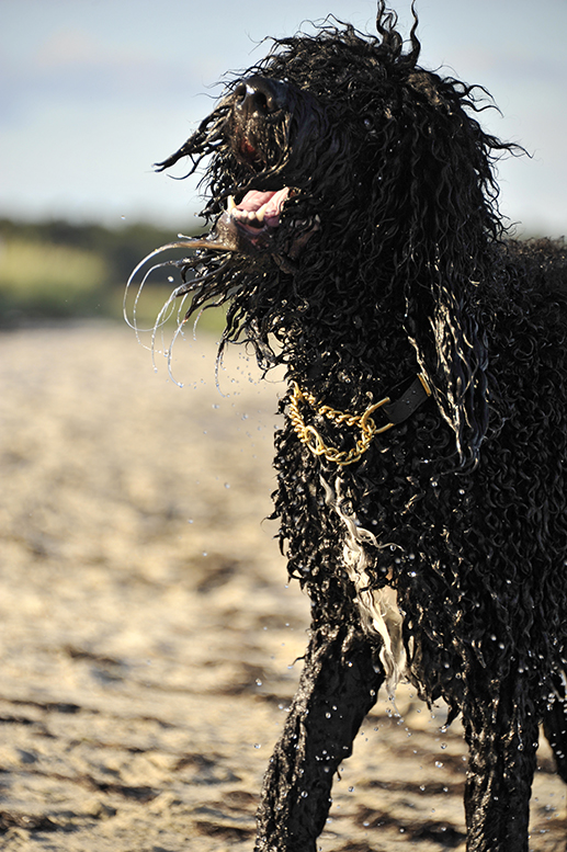 Barbet Koi i vattenfylld päls efter skönt utebad