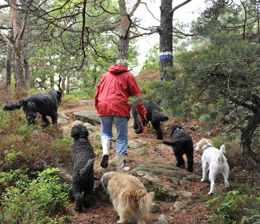Hundar på skogsvandring