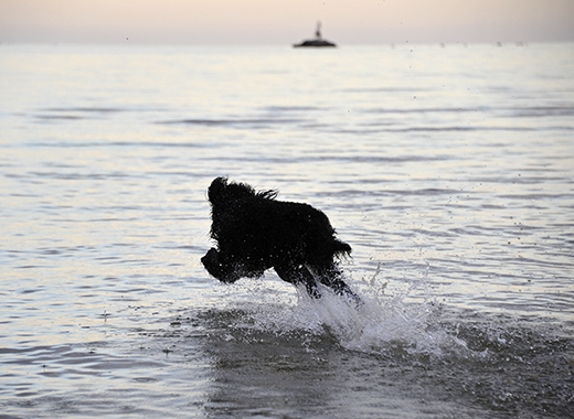 Barbet Koi flyger över vattenytan