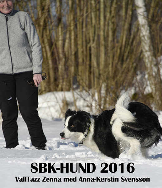 SBK-Hund 2016, border collien VallTazz Zenna